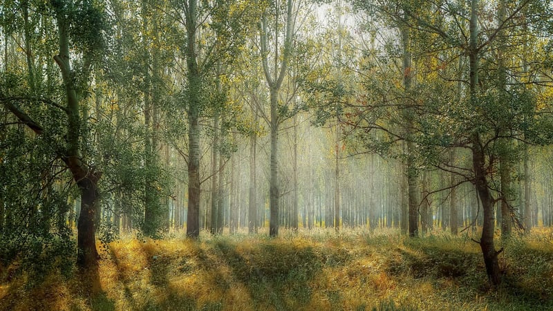 Forest with Rustling Leaves
